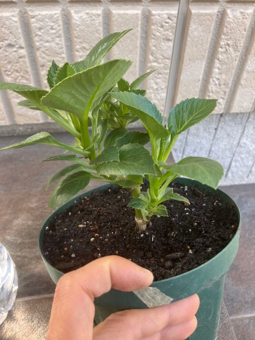 ダリアカフェオレb花苗　超希少3／1撮影