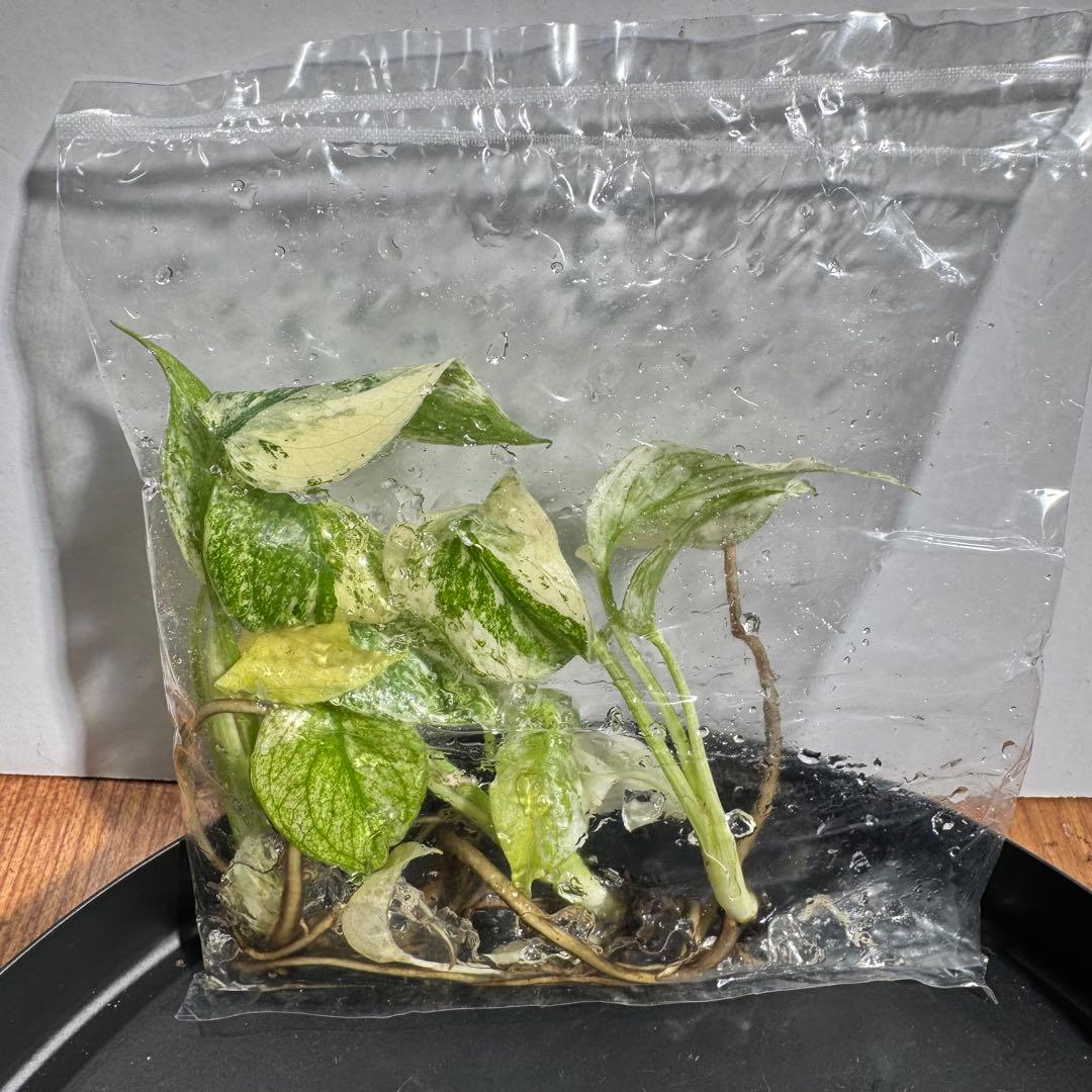 モンステラ デリシオーサ フルミントTC 3株入り 3