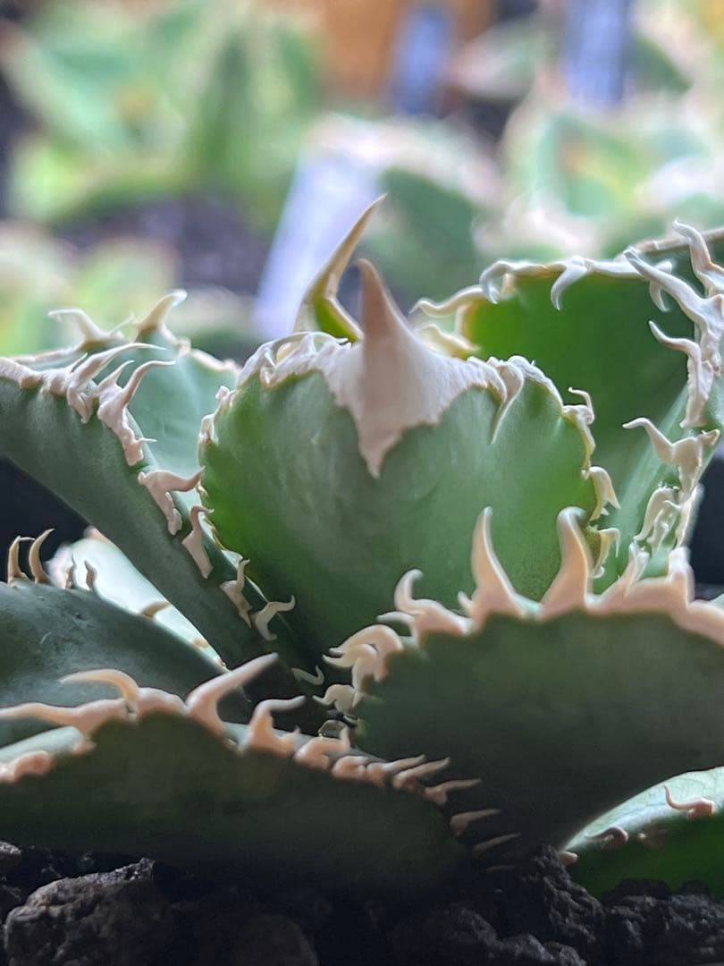 アガベ　白豪刺