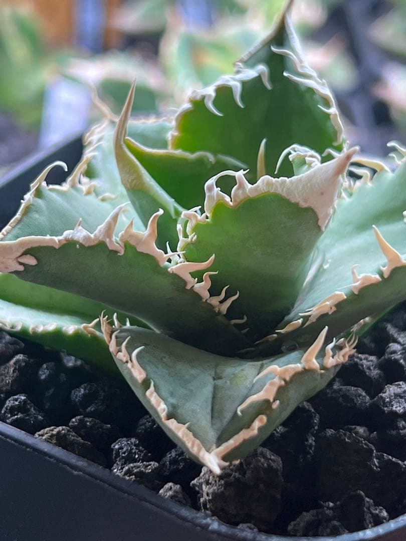 アガベ　白豪刺