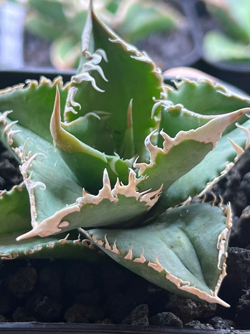 アガベ　白豪刺