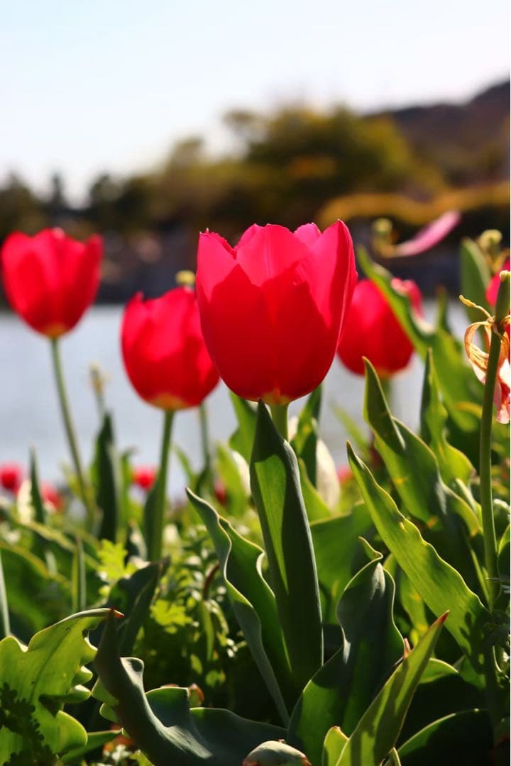 キヤノン EOS KISS X10 EF-S 18-55mm レンズキット