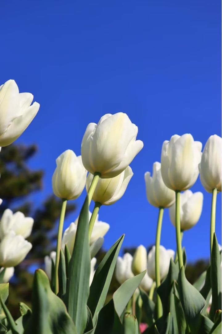 キヤノン EOS KISS X10 EF-S 18-55mm レンズキット