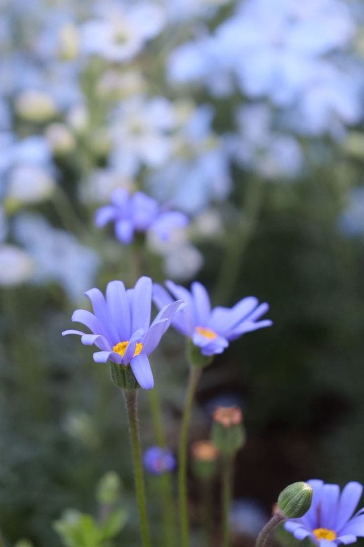 キヤノン EOS KISS X10 EF-S 18-55mm レンズキット