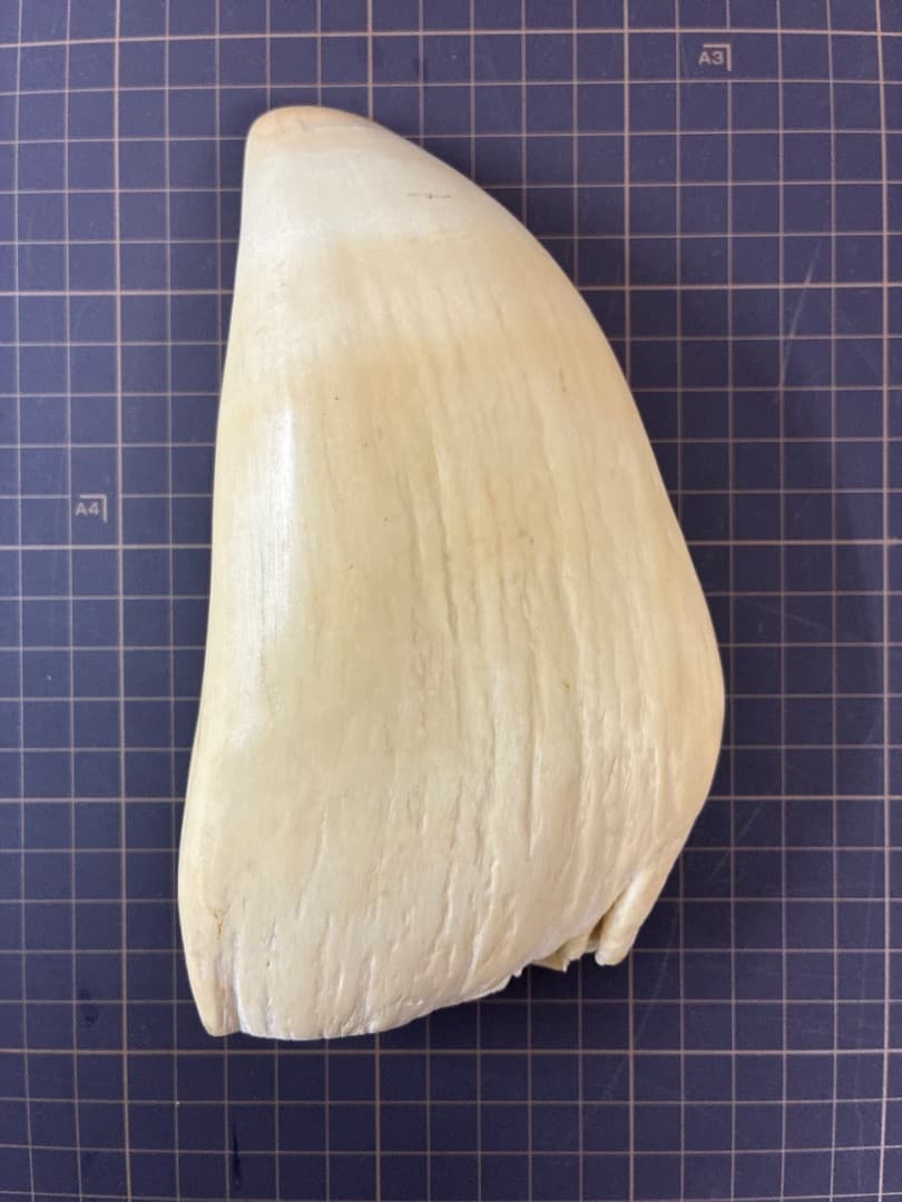 マッコウクジラの歯（大型個体）