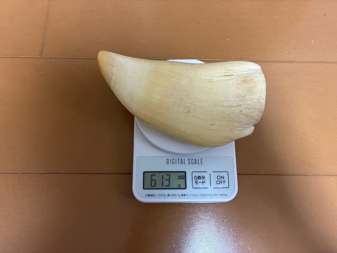 マッコウクジラの歯（大型個体）