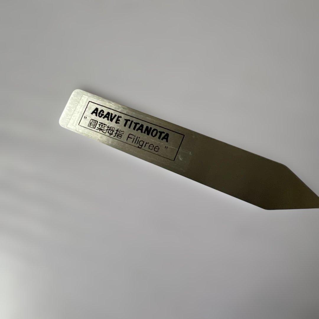 アガベ 鉢植発送 フィリグリー 極上血統 ボール型　スペシャル個体　超特選株