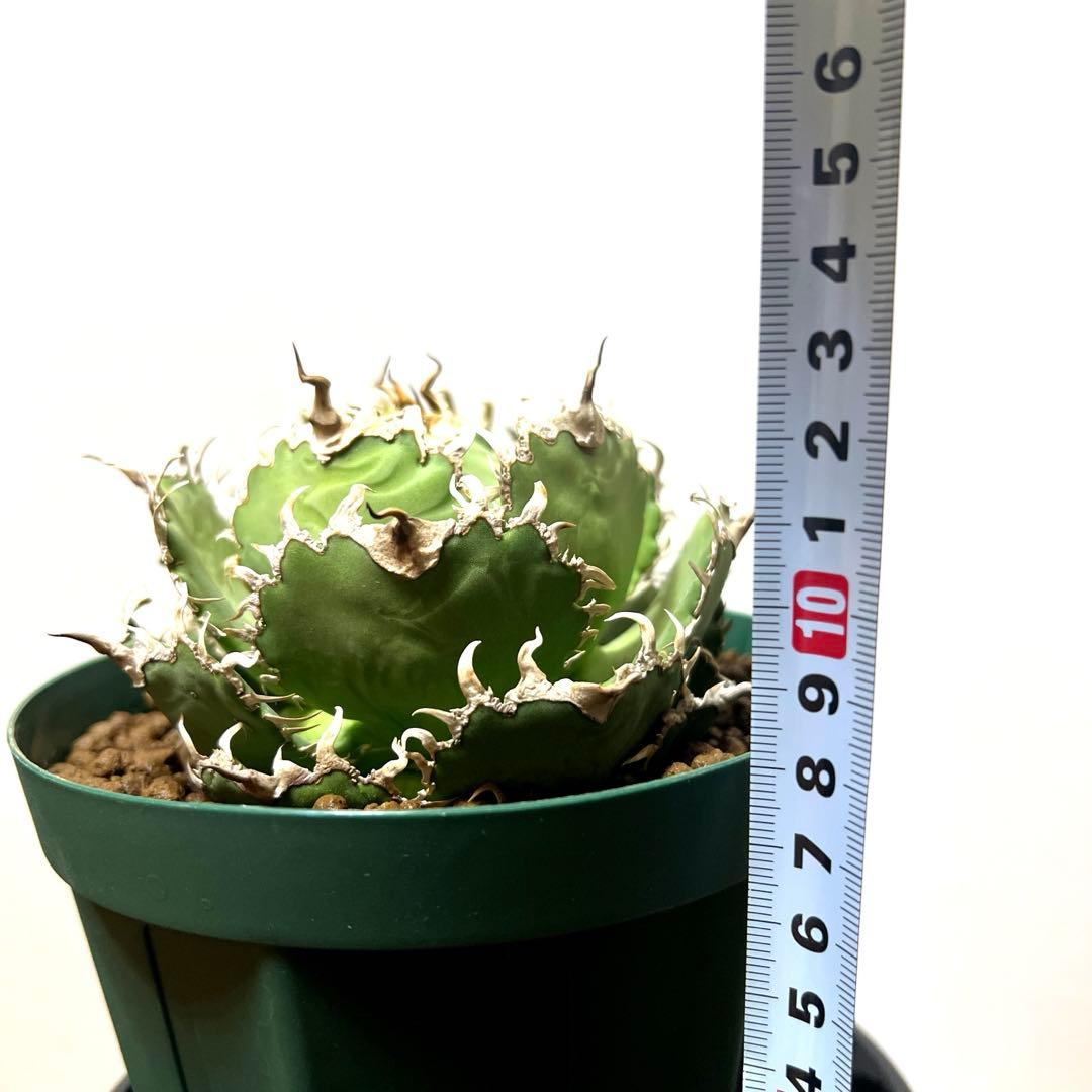 アガベ 鉢植発送 フィリグリー 極上血統 ボール型　スペシャル個体　超特選株