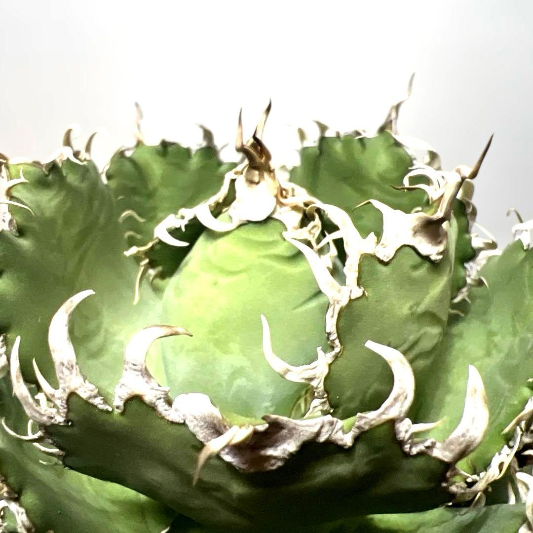 アガベ 鉢植発送 フィリグリー 極上血統 ボール型　スペシャル個体　超特選株