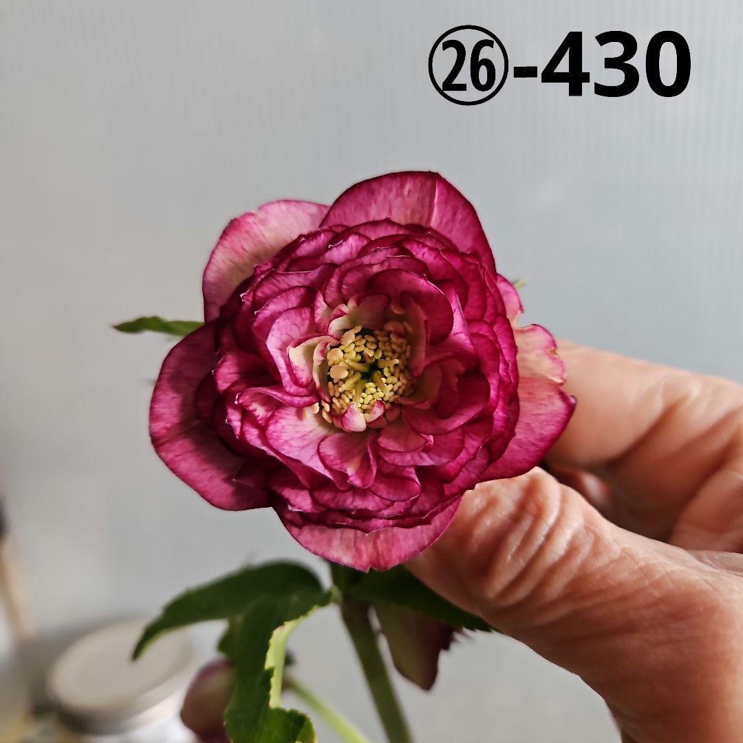 ㉖-430クリスマスローズ