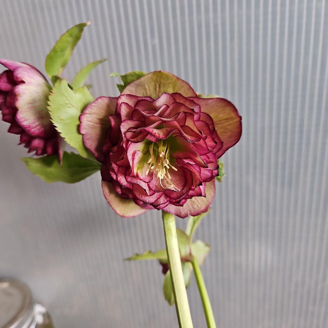 ㉖-430クリスマスローズ