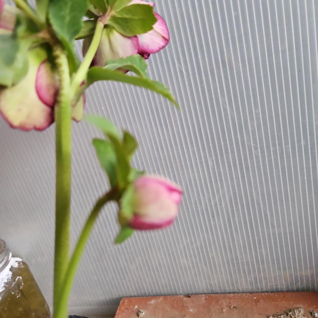 ㉖-430クリスマスローズ