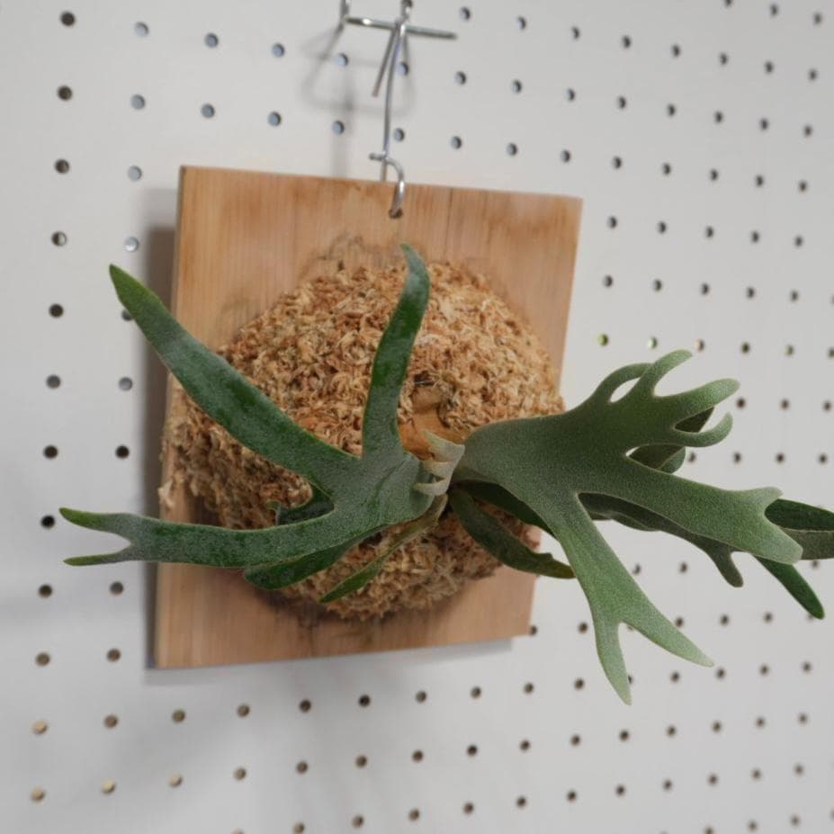 ビカクシダ ジェイドガール Jade Girl ウィリンキー 板付株 J-1