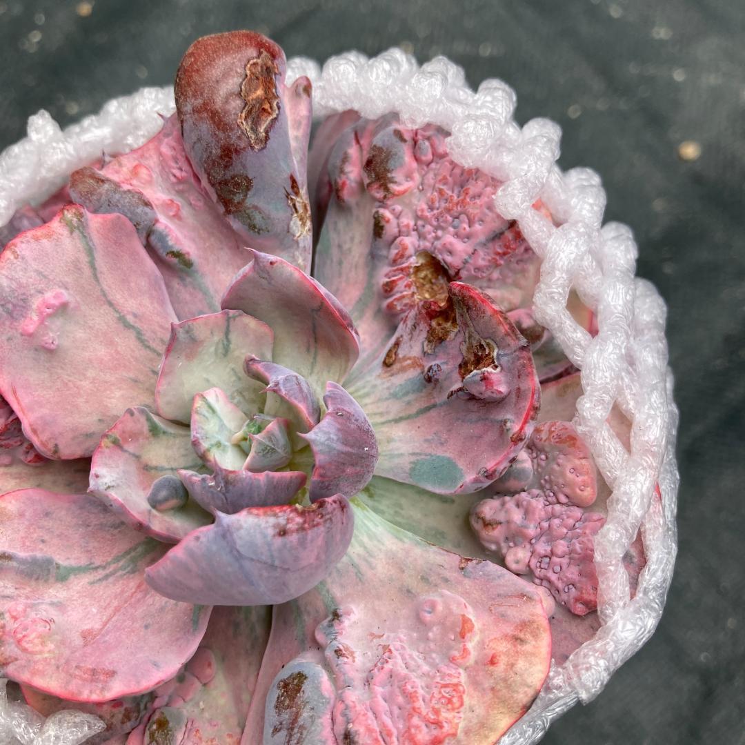 エケベリア　韓国苗　大苗　レインドロップス錦　多肉植物　ポコ多肉