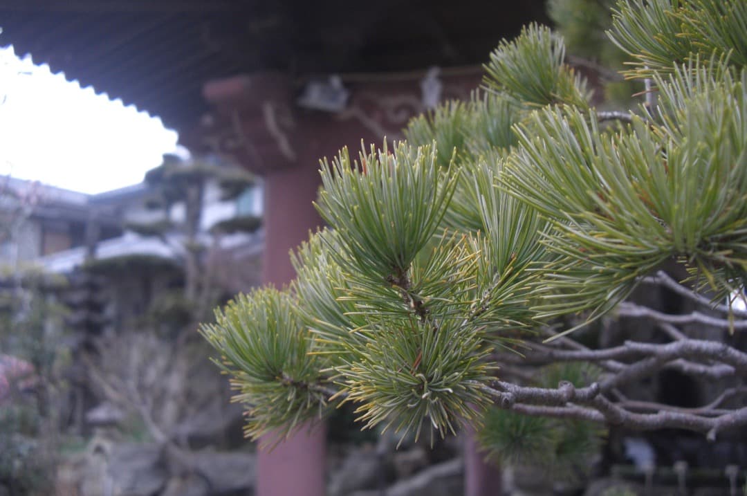 実写美⭕️【動作確認済】CASIO EXILIM EX-Z1200　シルバー