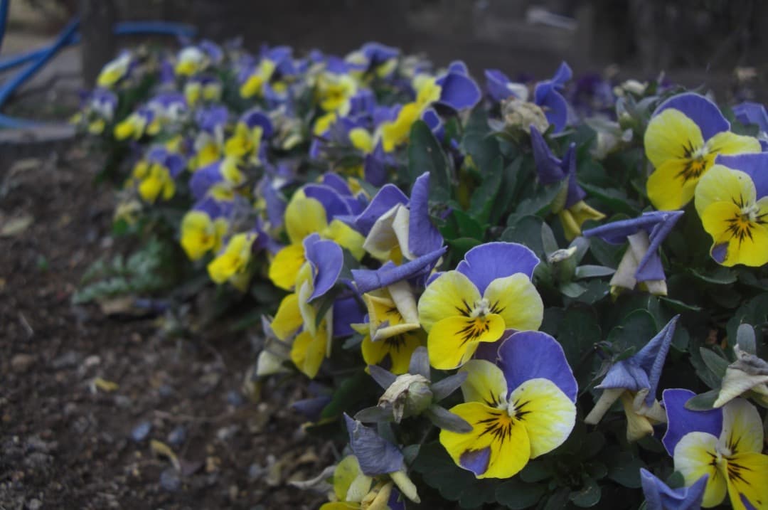 実写美⭕️【動作確認済】CASIO EXILIM EX-Z1200　シルバー