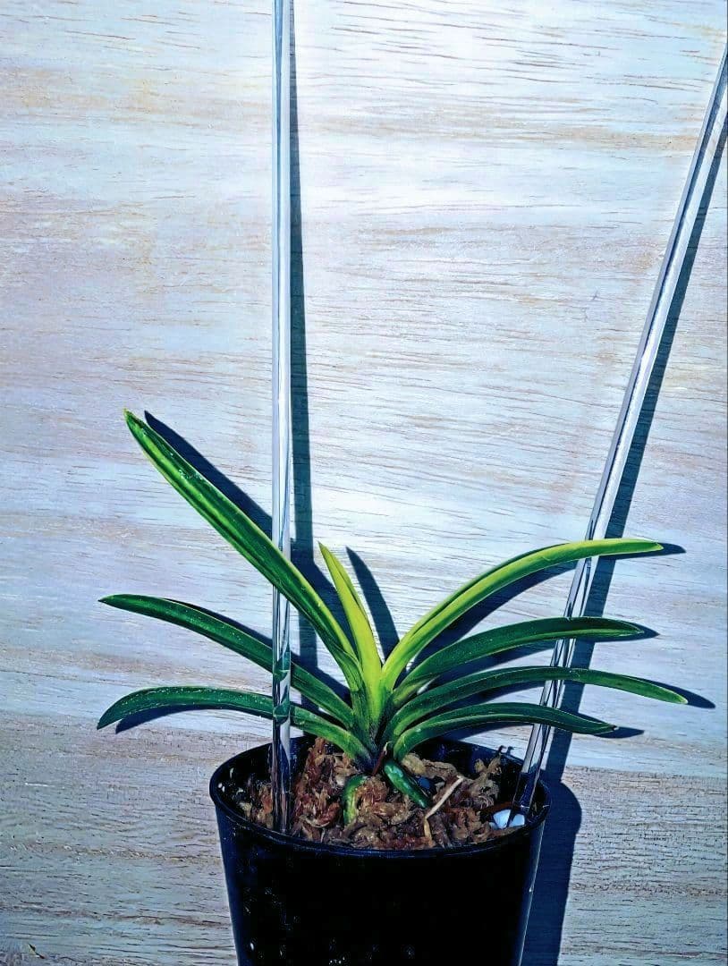 【♪植え替え余剰苗激安特売市♪】富貴蘭　三浦系白牡丹