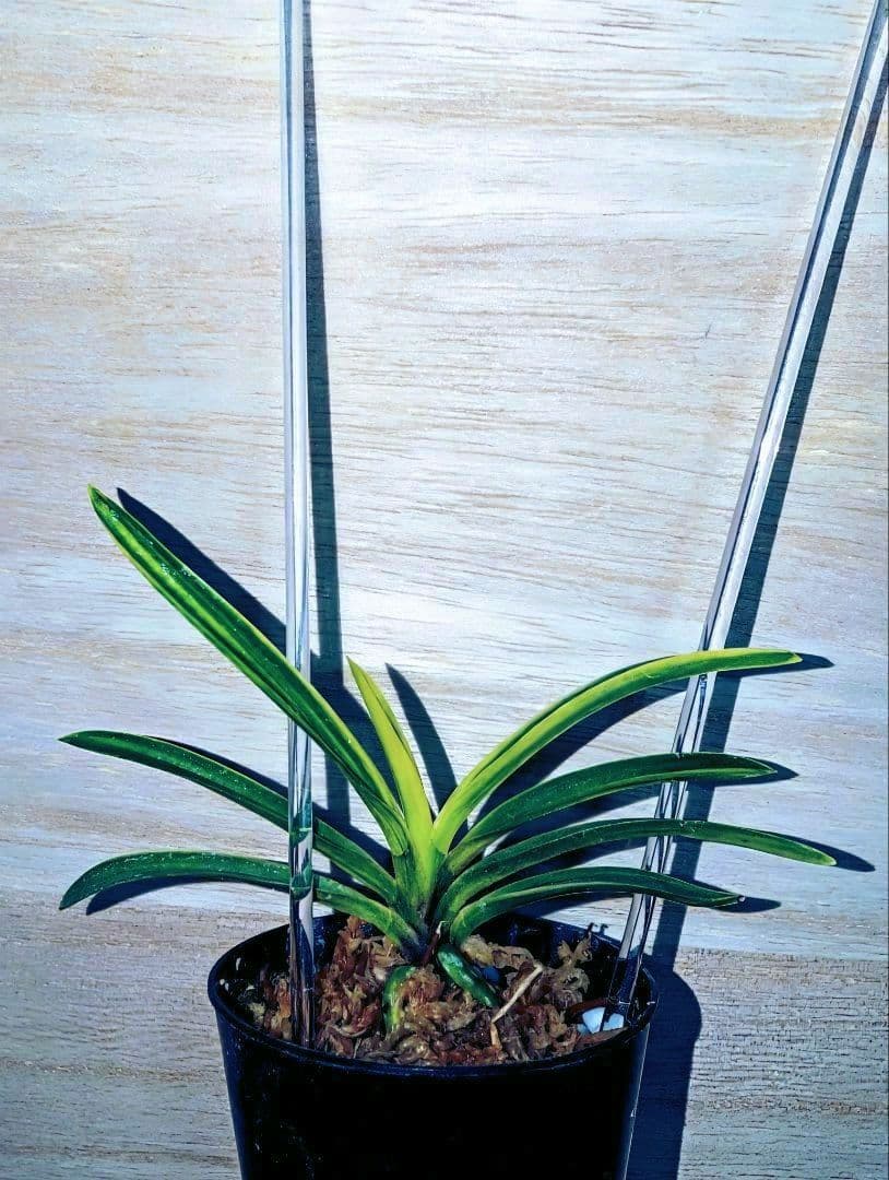 【♪植え替え余剰苗激安特売市♪】富貴蘭　三浦系白牡丹