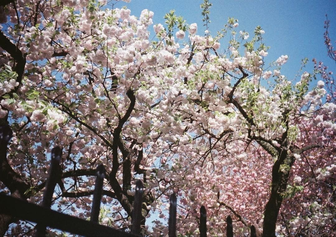 【動作確認・清掃済み＊試写あり】リコーオートハーフS カメラケース付き!