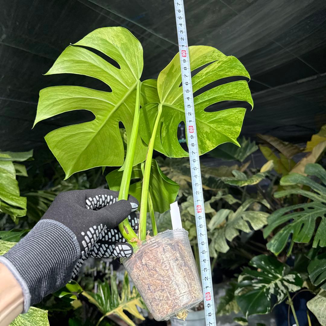 BM1 モンステラ　ボルギシアナ　オーレア　黄斑　健康成長点カット苗