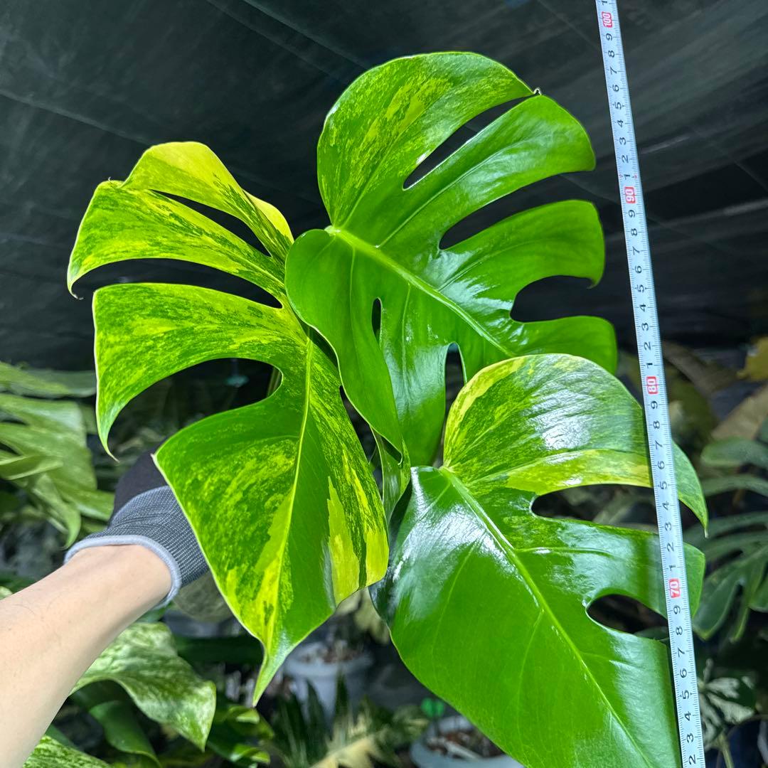 BM1 モンステラ　ボルギシアナ　オーレア　黄斑　健康成長点カット苗