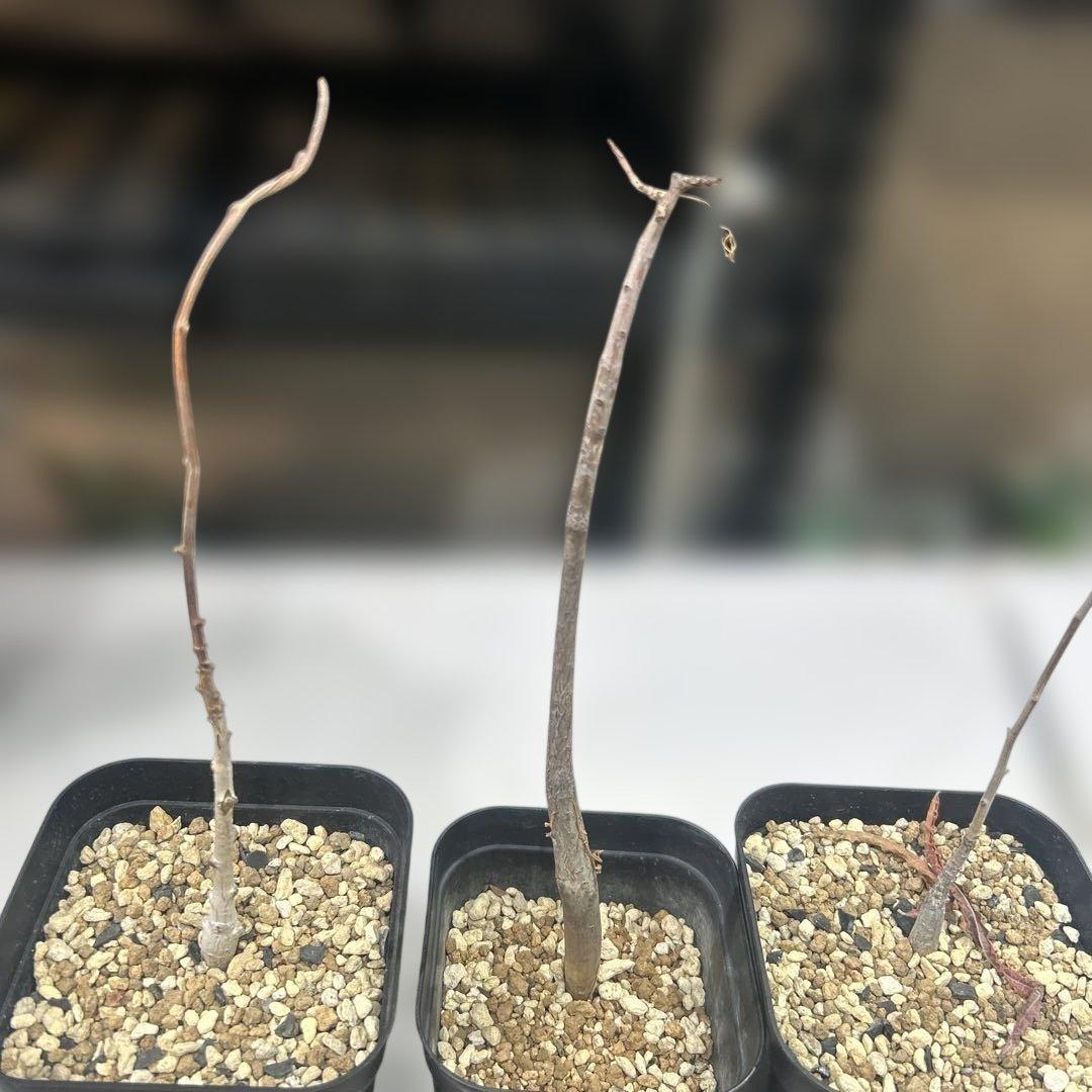 らぐさん専用 若木の落葉樹 3株セット