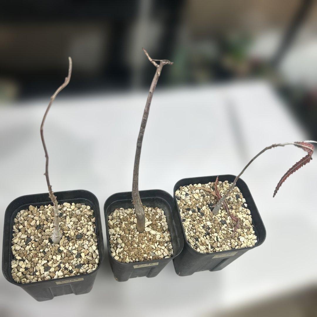 らぐさん専用 若木の落葉樹 3株セット