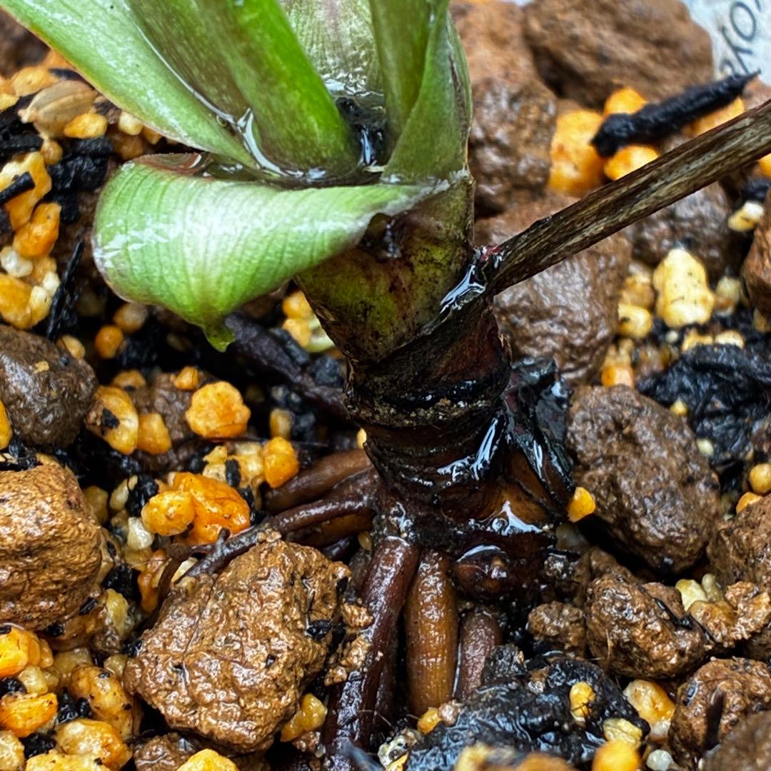 738☘️タグ付☘️DD⭐️ベビードール⭐️超小輪⭐️白/グリーン⭐️超コンパクト⭐️横山園芸