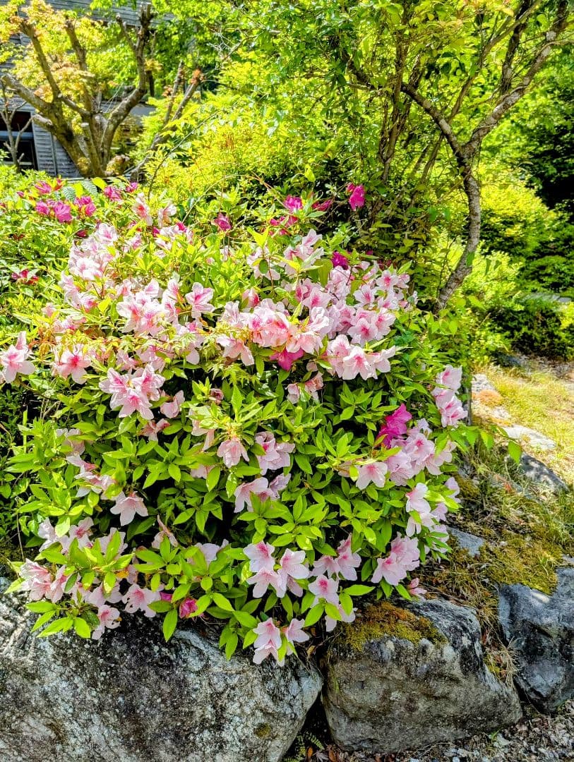 カヤ　　☪︎⋆☽様　6.3花　レジンヘアゴム　カエル　雨