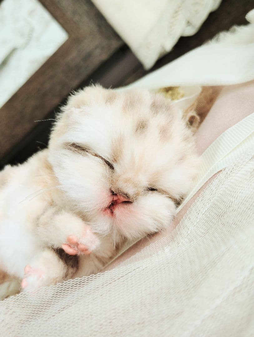 生後2日♡スナネコベビー♡生まれたて♡おねんねマット♡アートドール♡ぬいぐるみ♡