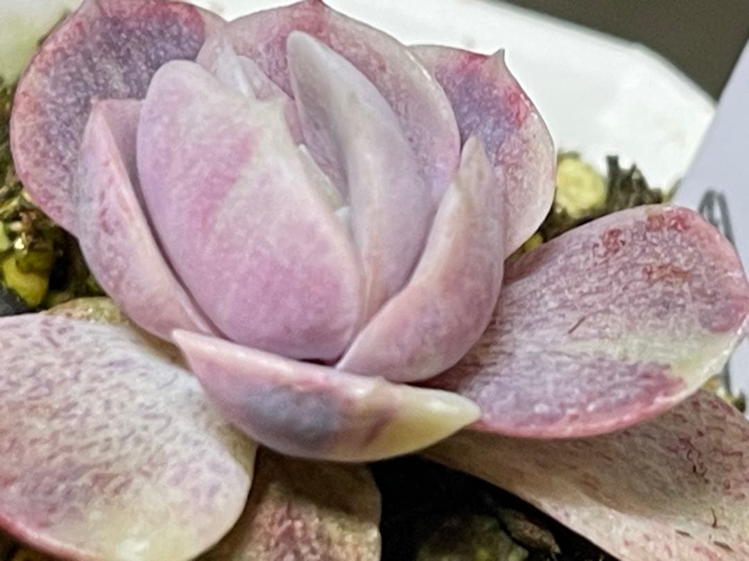 多肉植物 ブルーサプライズ錦