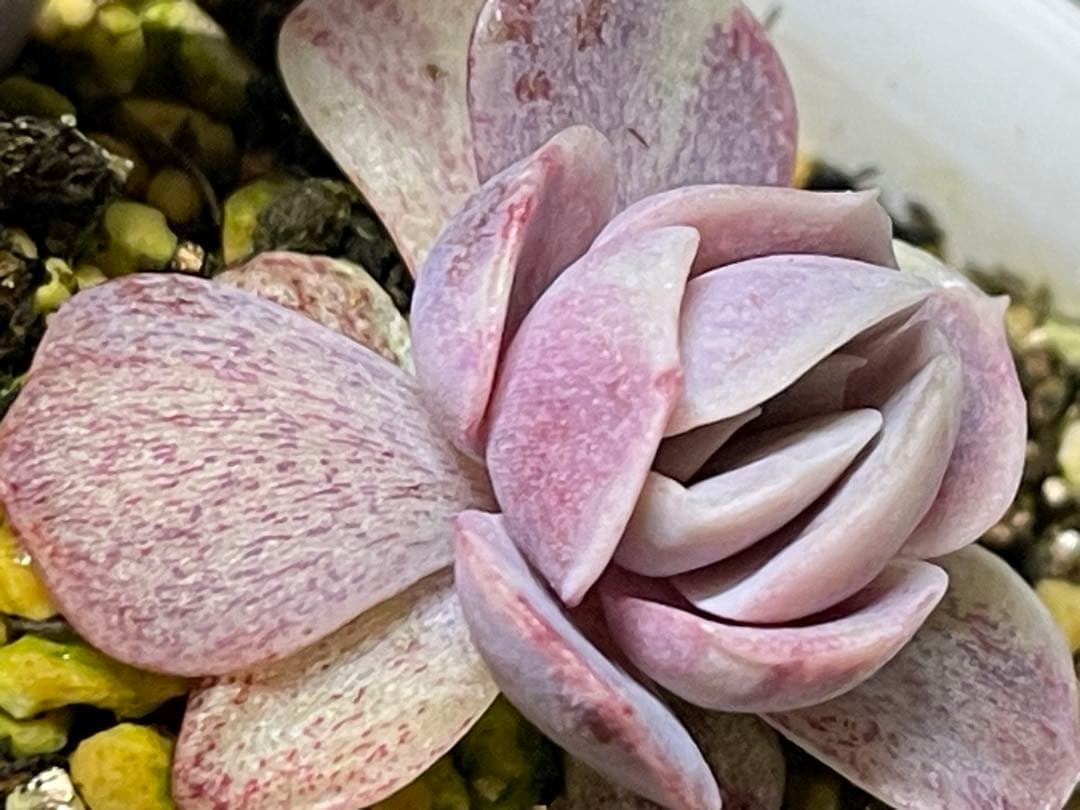 多肉植物 ブルーサプライズ錦
