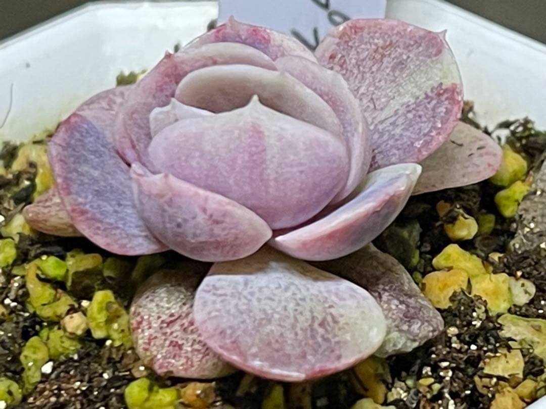 多肉植物 ブルーサプライズ錦
