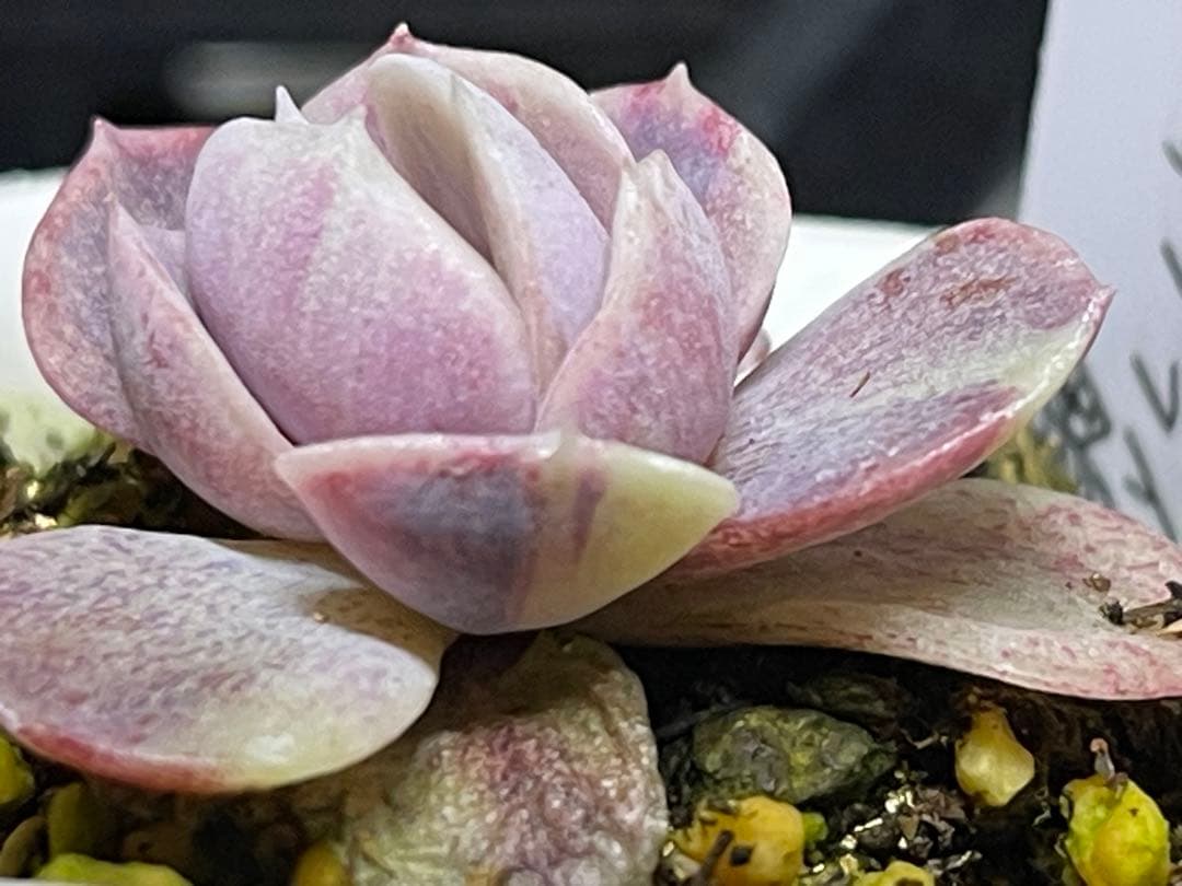 多肉植物 ブルーサプライズ錦