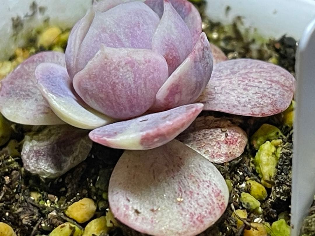 多肉植物 ブルーサプライズ錦