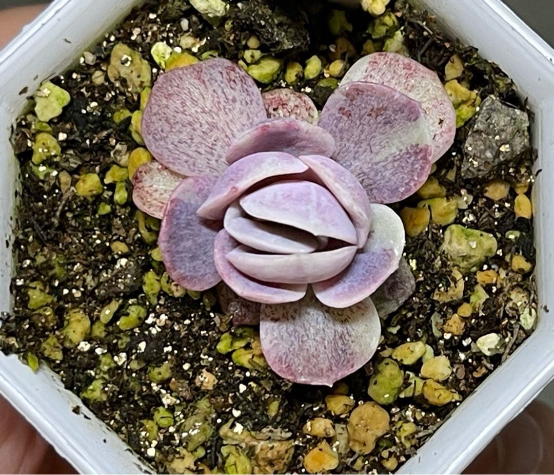 多肉植物 ブルーサプライズ錦