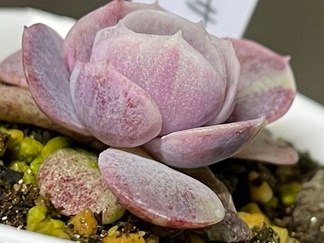 多肉植物 ブルーサプライズ錦