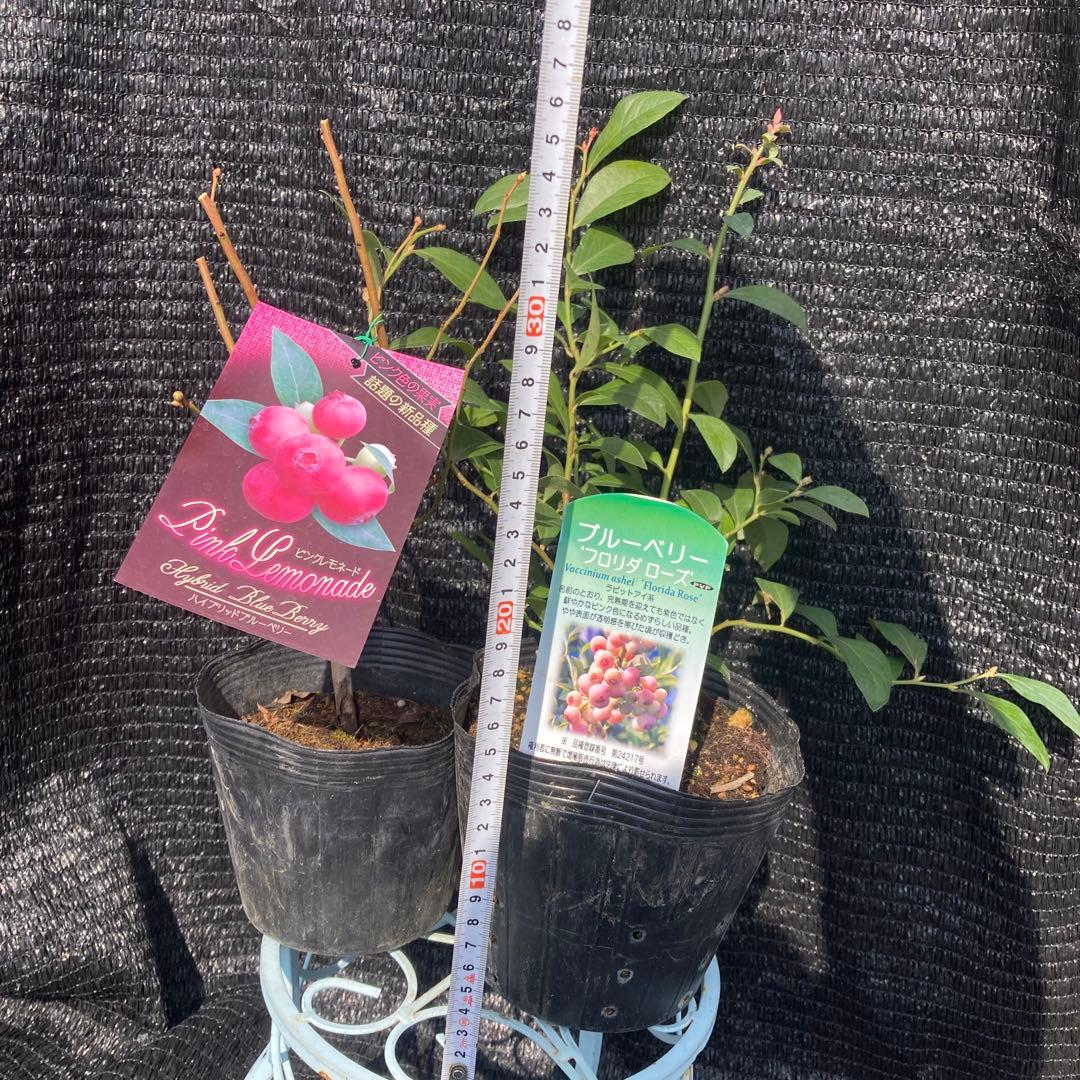 ①*ஐ実付きが良くなる*ஐブルーベリー・苗木【フロリダローズ・ピンクレモネード