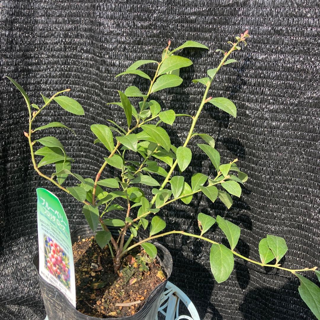 ①*ஐ実付きが良くなる*ஐブルーベリー・苗木【フロリダローズ・ピンクレモネード