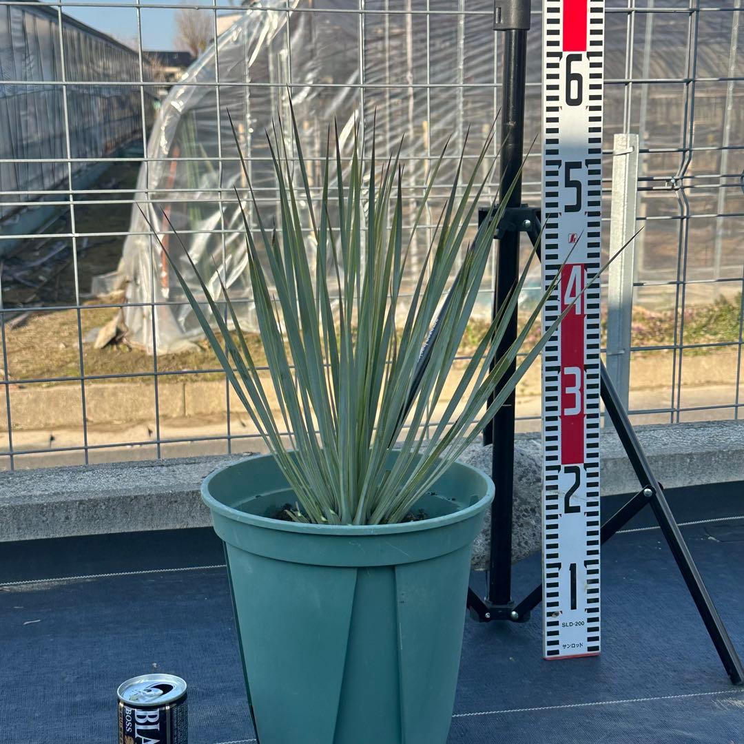 ユッカ ロストラータ（樹高:約56cm）Feb29