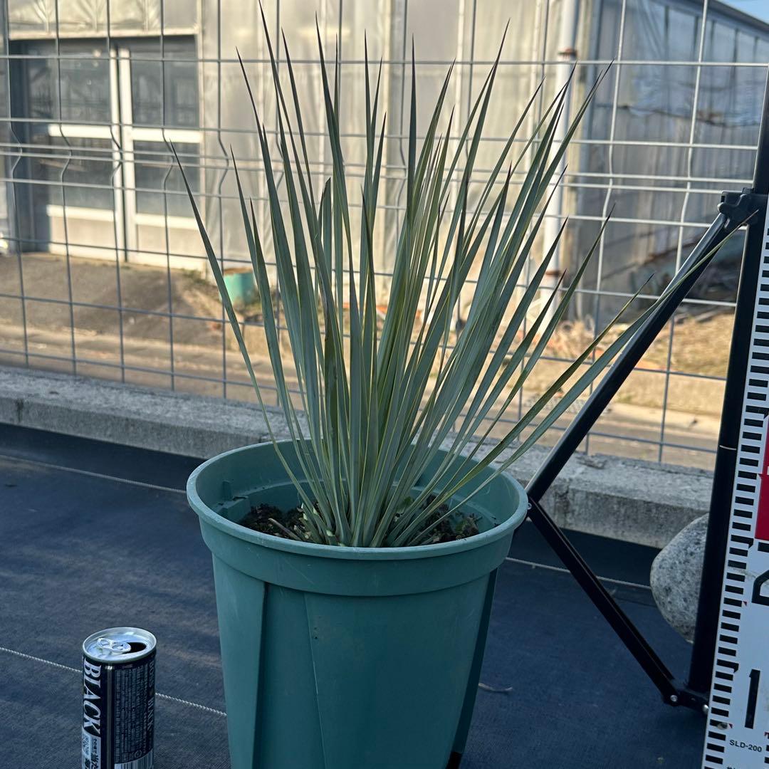 ユッカ ロストラータ（樹高:約56cm）Feb29