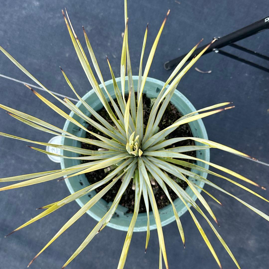 ユッカ ロストラータ（樹高:約56cm）Feb29