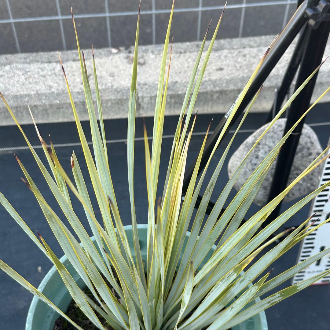 ユッカ ロストラータ（樹高:約56cm）Feb29