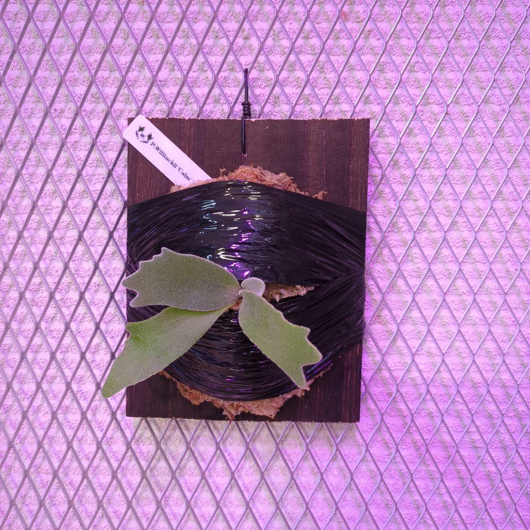 【厳選株】P.Willinckii 'Calm' spore 選抜/ビカクシダ