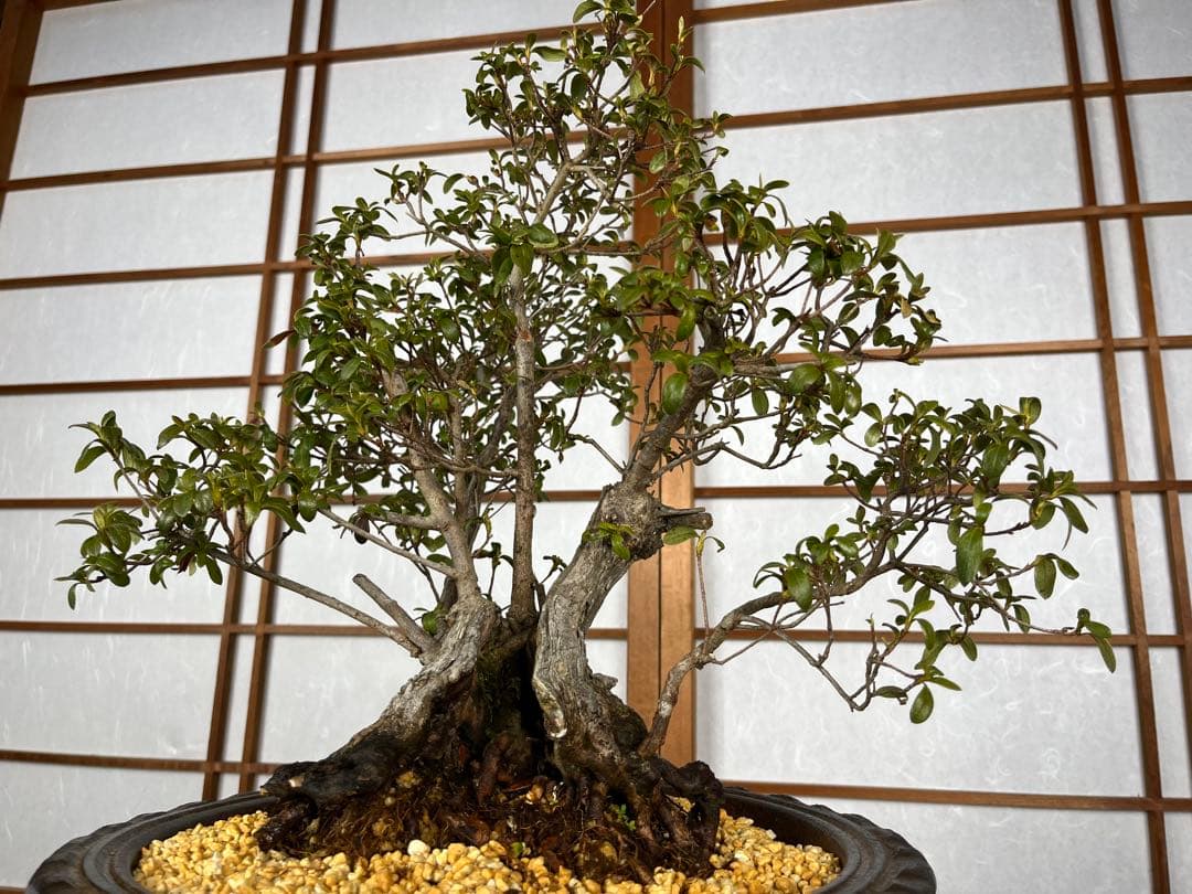 【皐月(さつき)】 \"神鏡(しんきょう)\" 盆栽 素材