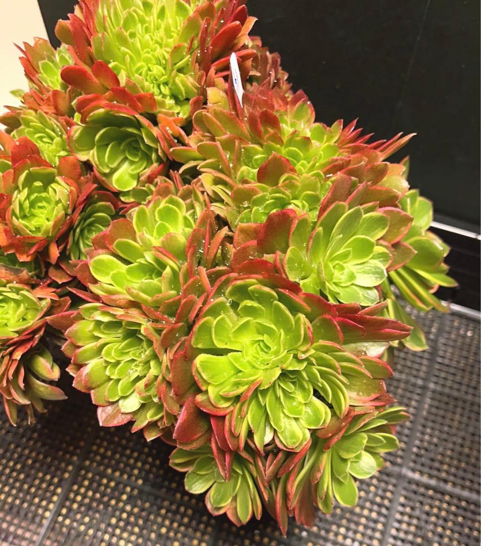 51#多肉植物アエオニウム錦❤️ ハロウィンイエロー錦セッカ ❤️28cm拔き苗