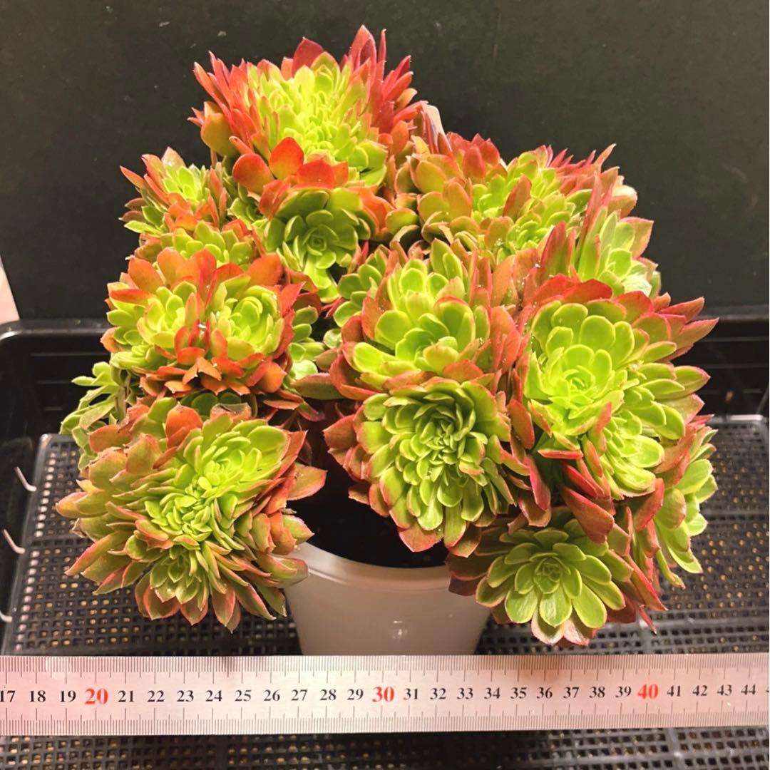 51#多肉植物アエオニウム錦❤️ ハロウィンイエロー錦セッカ ❤️28cm拔き苗