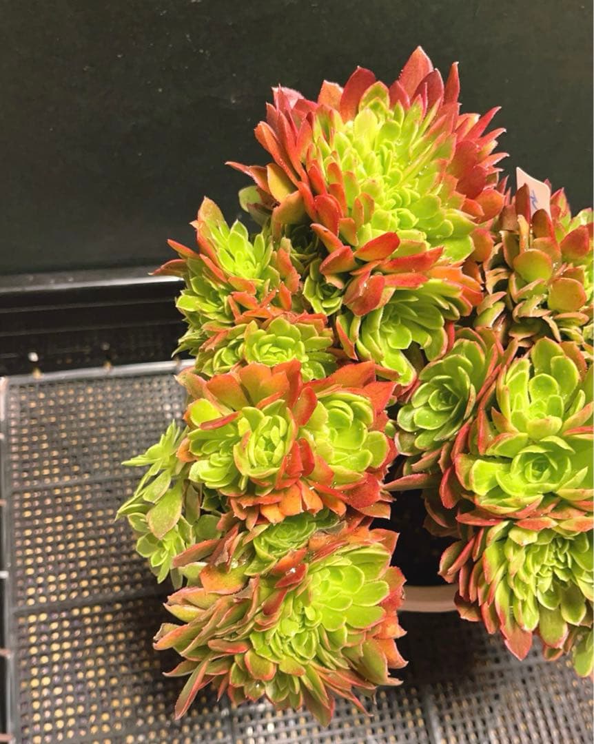 51#多肉植物アエオニウム錦❤️ ハロウィンイエロー錦セッカ ❤️28cm拔き苗