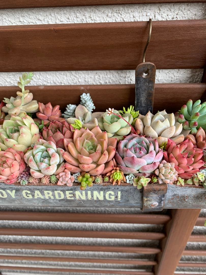 特大❣️豪華根付き韓国苗寄せ植え❣️