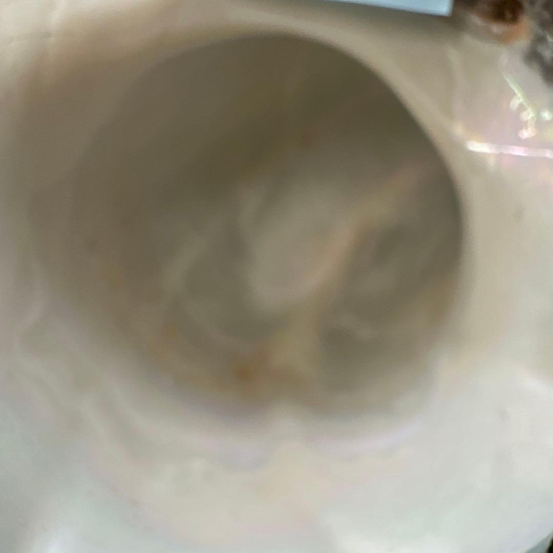 訳あり夜光貝　ヤコウ貝　まとめ売り　16個　　　16kg アクセサリー　ルアー